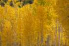 USA-Colorado-Uncompahgre National Forest Autumn-colored forest Art Print